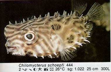 Chilomycterus schoepfi